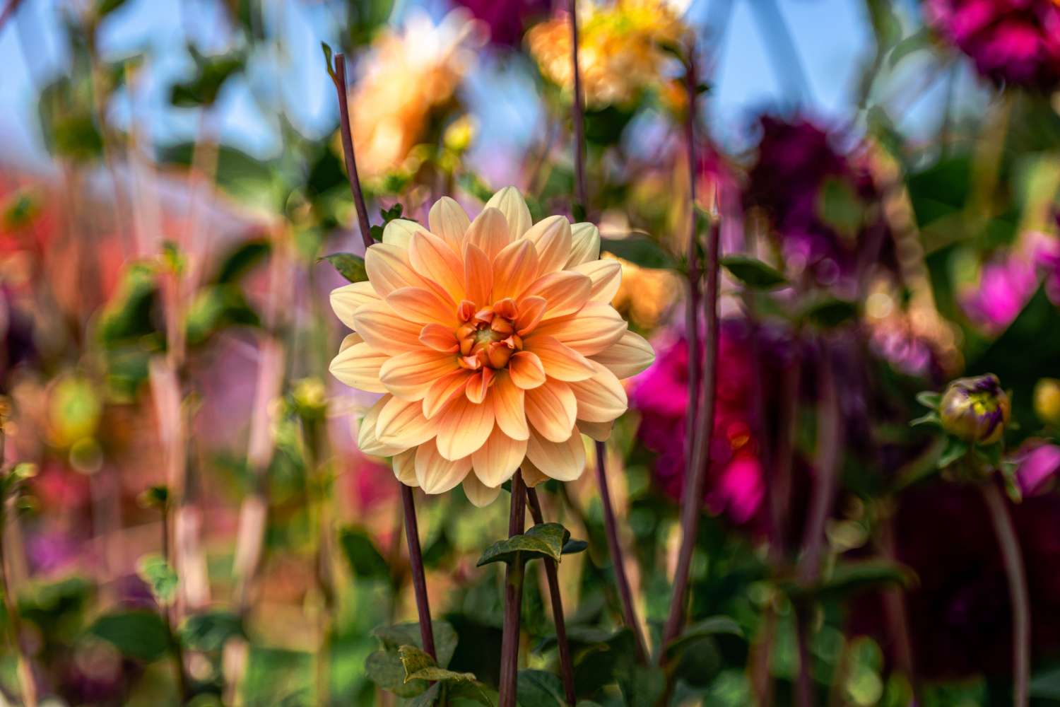 Daalia 'Apricot Desire'